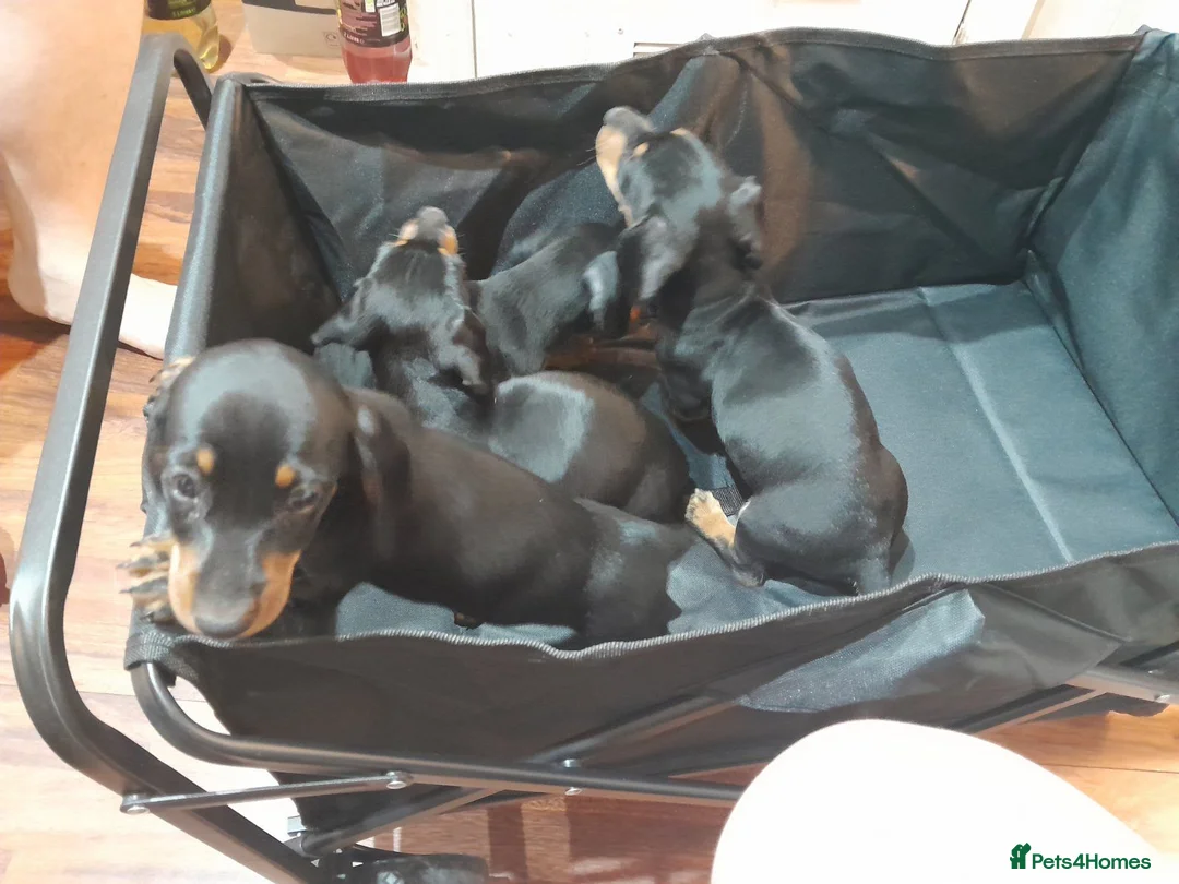 Dachshund dogs for sale: Gorgeous dachshund puppies - Advert 9