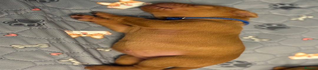 Hungarian Vizsla Puppy 5