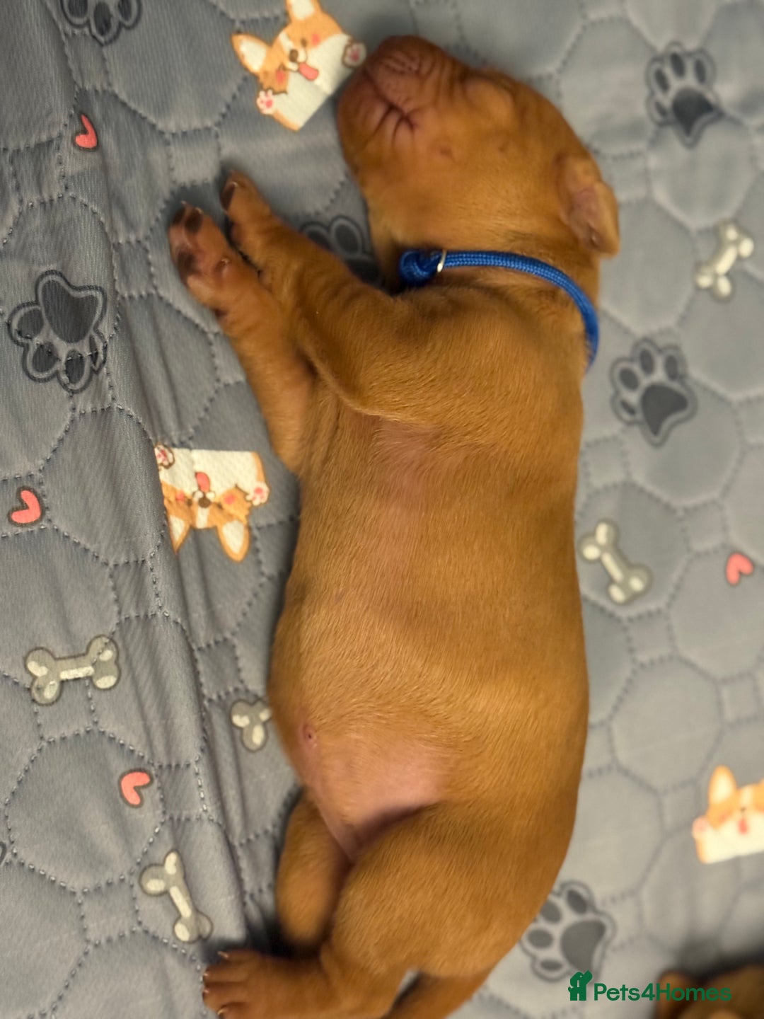 Hungarian Vizsla dogs for sale: Hungarian Vizsla Puppies - Outstanding Pedigree  - Advert 23