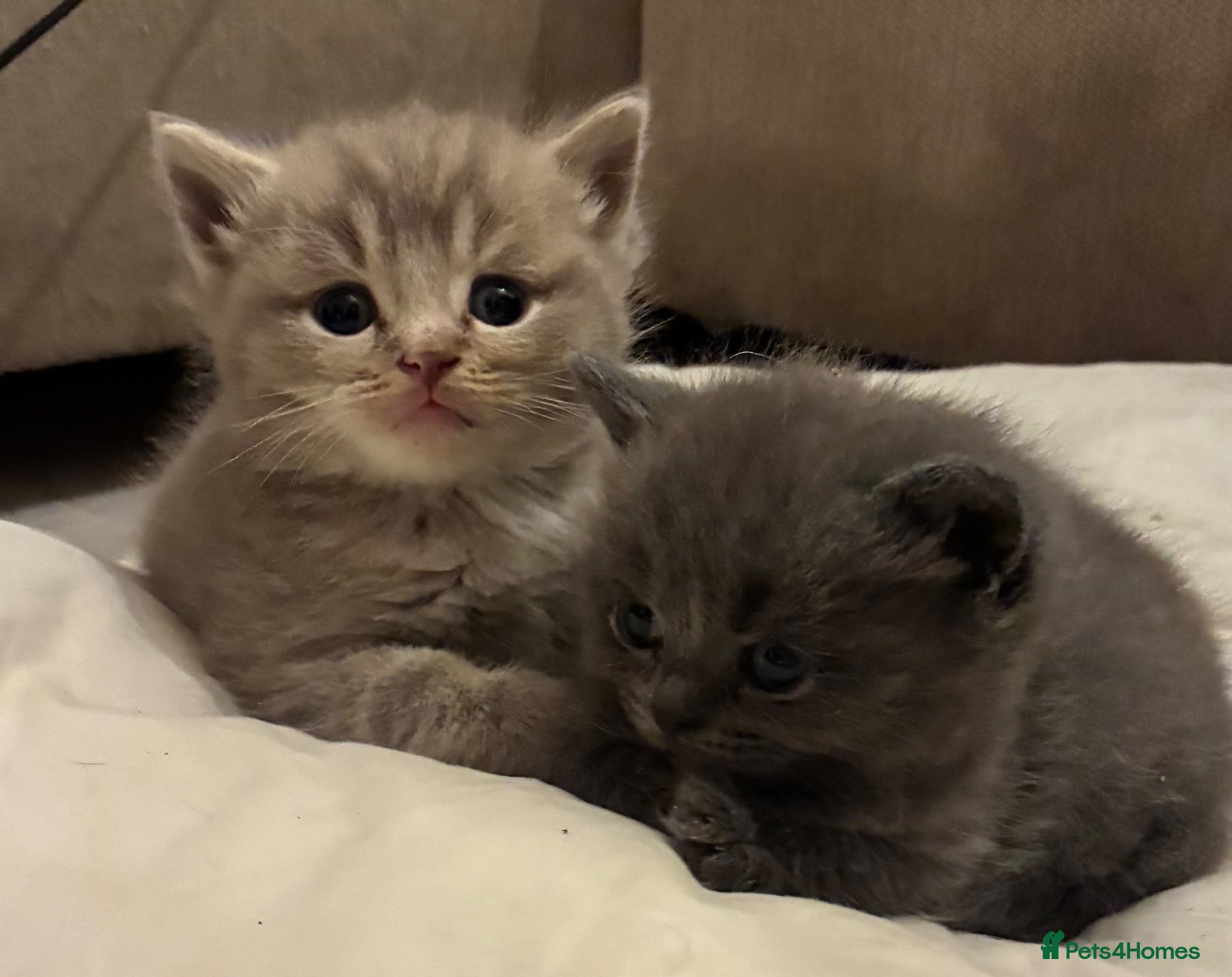 British Shorthair cats Stunning BSH x ragdoll kittens - Advert 1