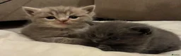 British Shorthair cats for sale: Stunning BSH x ragdoll kittens - Advert 1