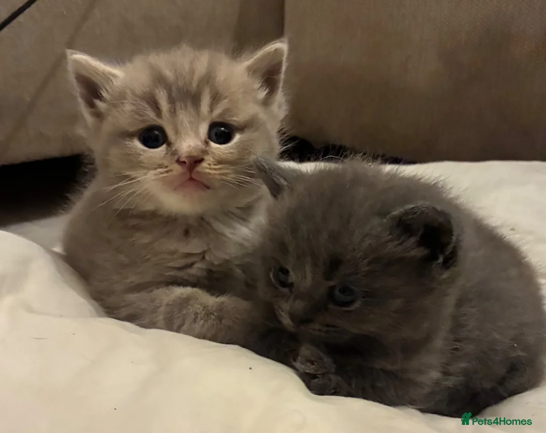 British Shorthair cats for sale: Stunning BSH x ragdoll kittens - Advert 1