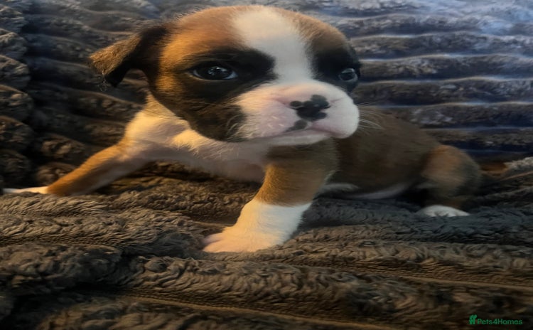 Boxer dogs - Advert 14