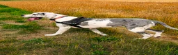 Great Dane dogs for sale: Stunning 3 Yr Old Great Dane - Rare Blue Harlequin - Advert 2