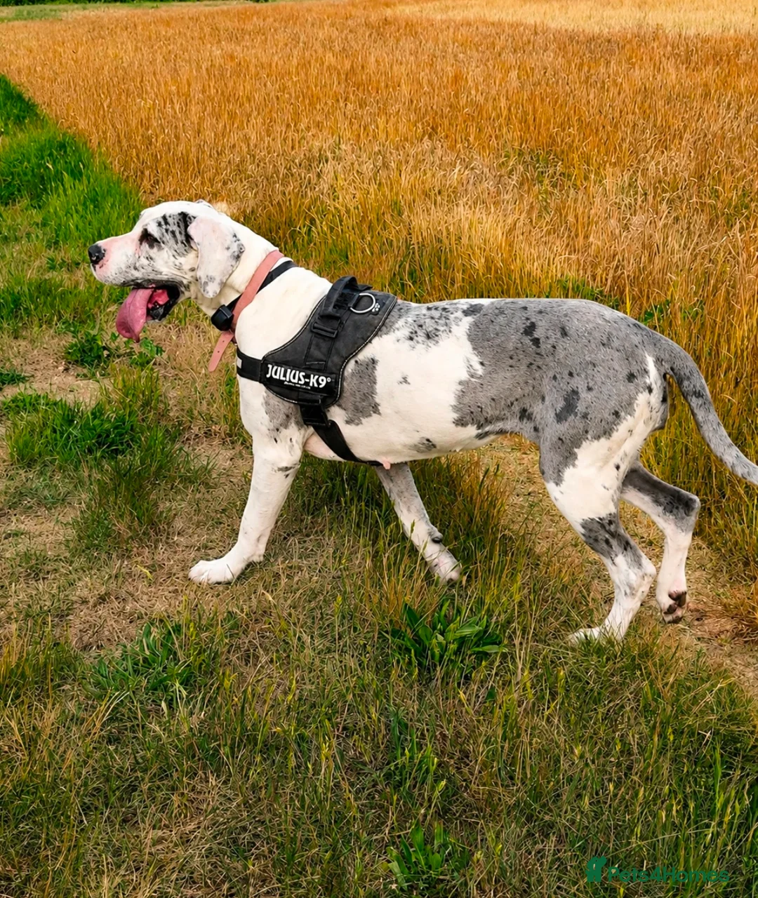 Great Dane dogs for sale: Stunning 3 Yr Old Great Dane - Rare Blue Harlequin - Advert 2