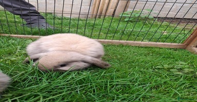 Mini Lop rabbits - Advert 5