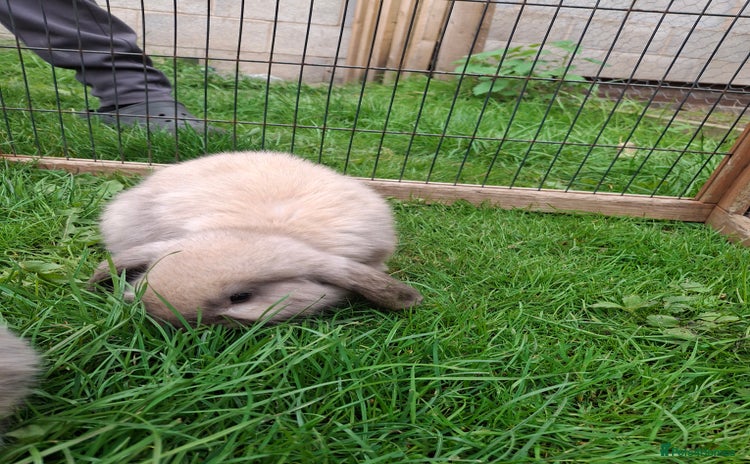 Mini Lop rabbits - Advert 2