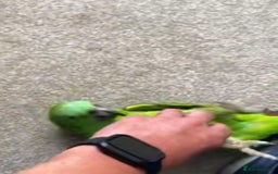 Parrots birds for sale: Yellow fronted Amazon. Urgent sale. Owner in care - Image 1