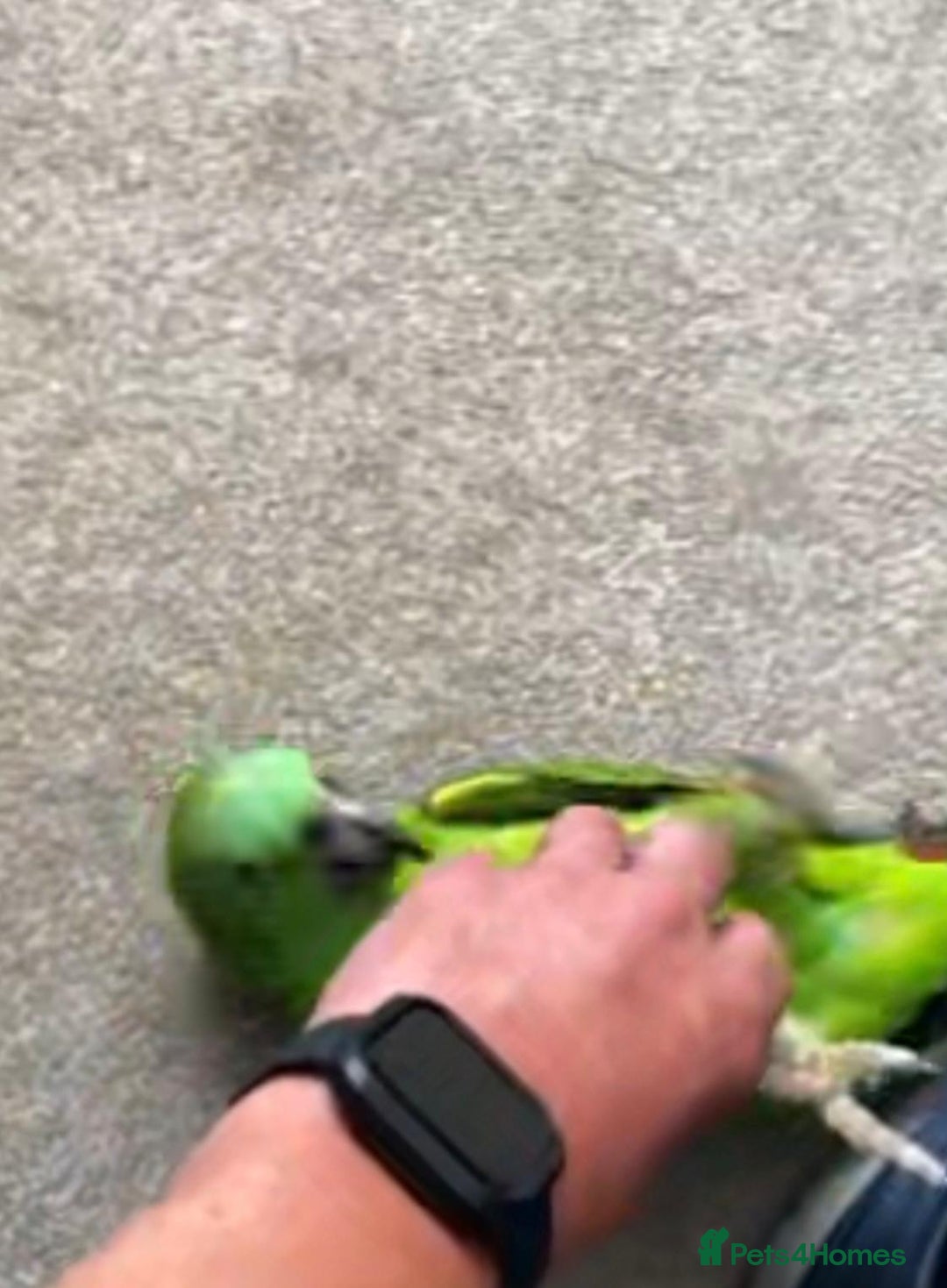 Parrots birds for sale: Yellow fronted Amazon. Urgent sale. Owner in care - Image 1