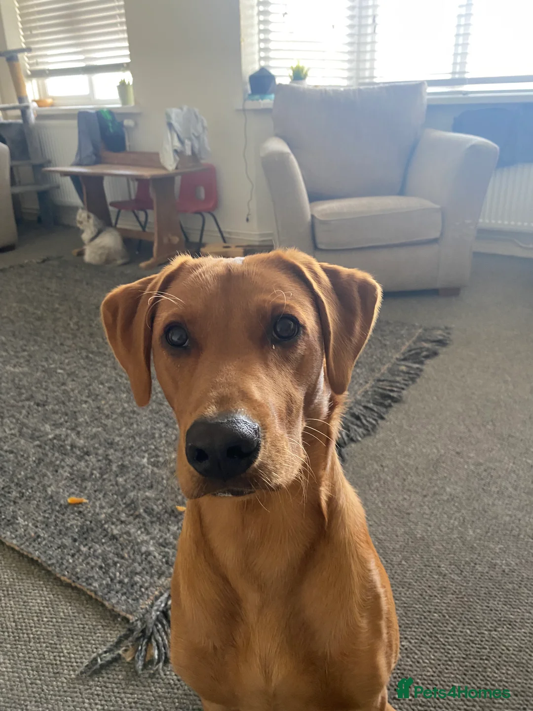 Labrador Retriever dogs for sale: Fox Red Rufus  - Advert 3