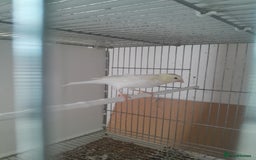 Canaries birds for sale: Canaries and Goldfinches  - Image 1