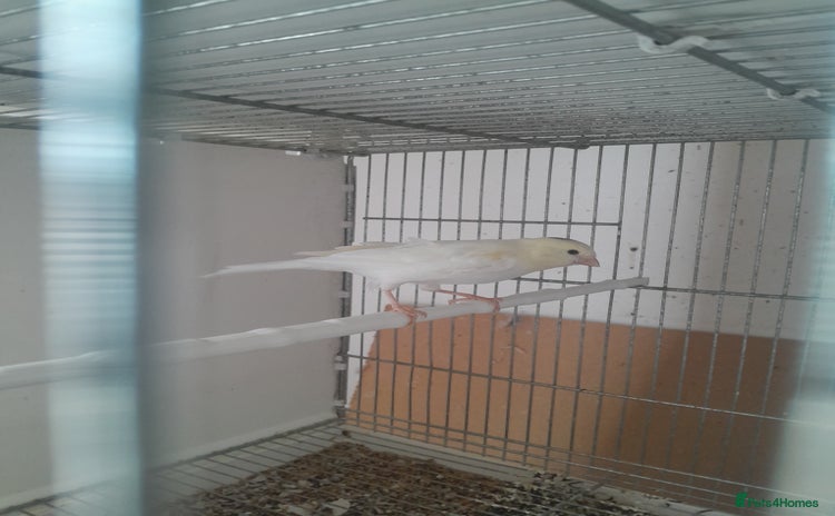 Canaries birds - Advert 1