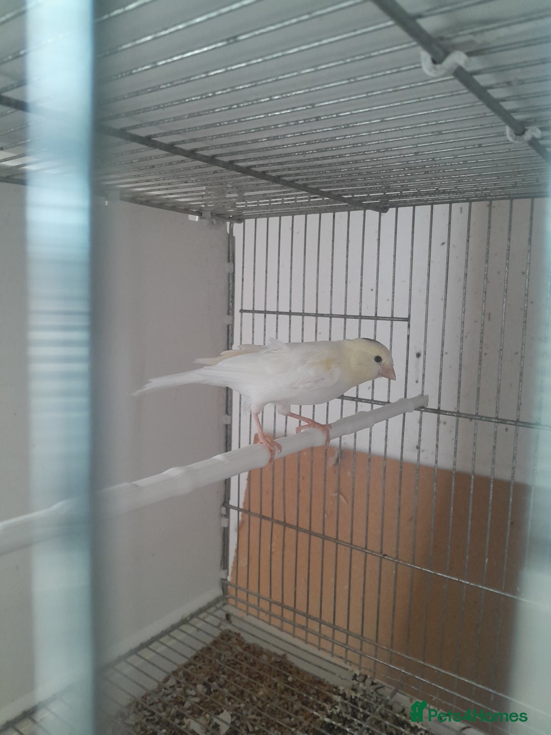 Canaries birds for sale: Canaries and Goldfinches  - Image 1