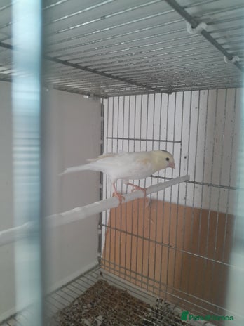 Canaries birds - Advert 14
