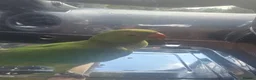 Ringnecks birds for sale: One year old and baby Indian ringneck  - Advert 2