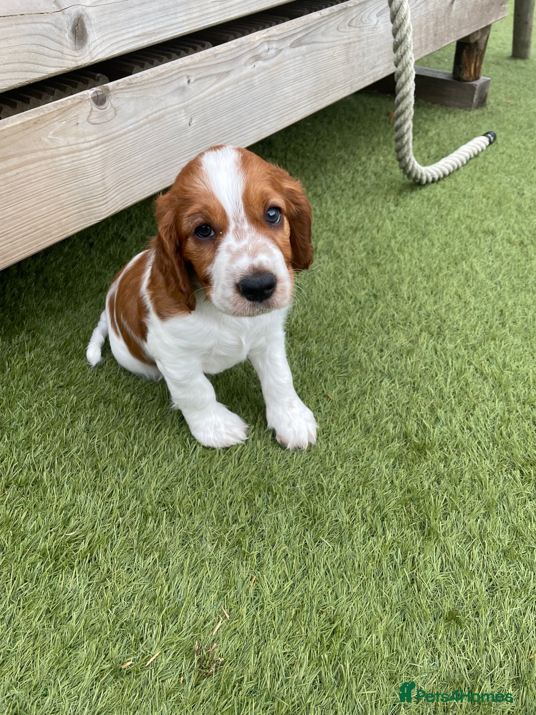 Welsh Springer Spaniel dogs for sale: One little Welsh Springer Spaniel boy!  - Image 1