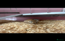 Gerbil rodents for sale: 2 gerbils  - Image 2