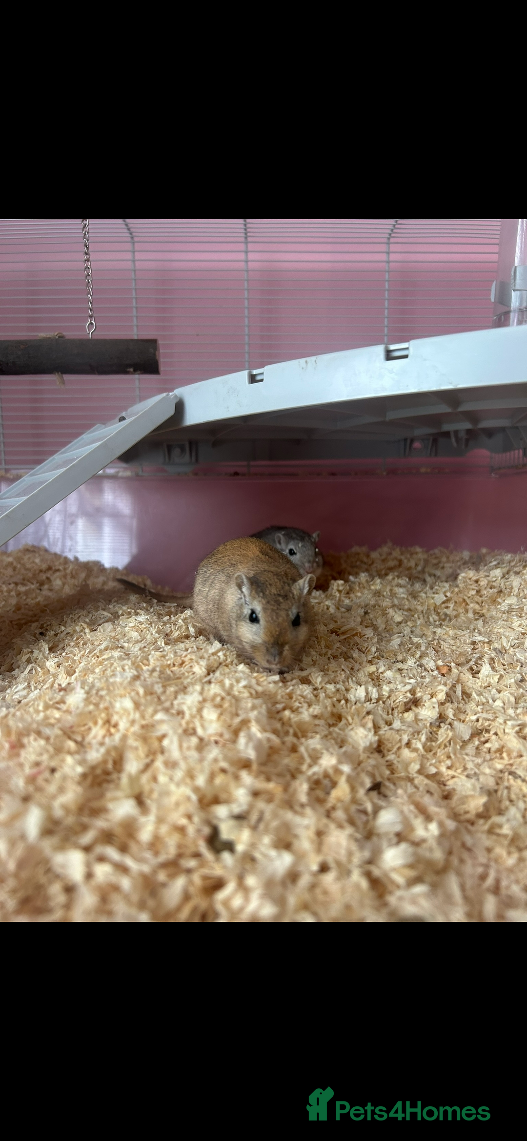 Gerbil rodents for sale: 2 gerbils  - Image 2