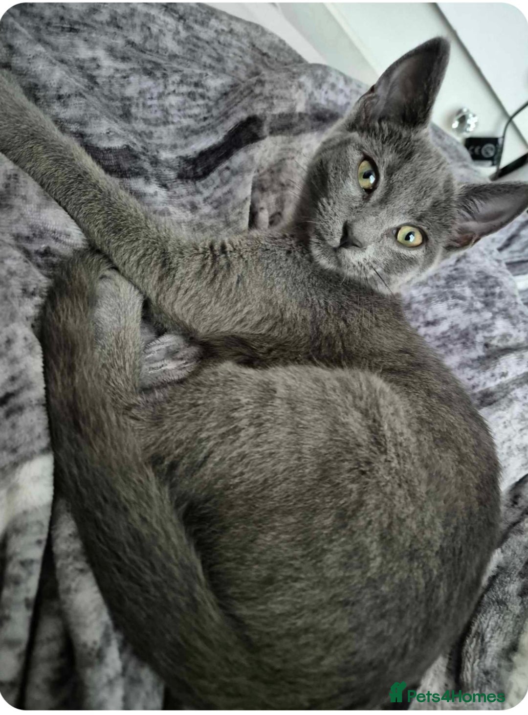 Mixed Breed cats for sale: kittens for sale  - Image 5