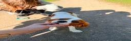 Cavalier King Charles Spaniel dogs for sale: Cavalier Brothers Looking for a New Home - Advert 3