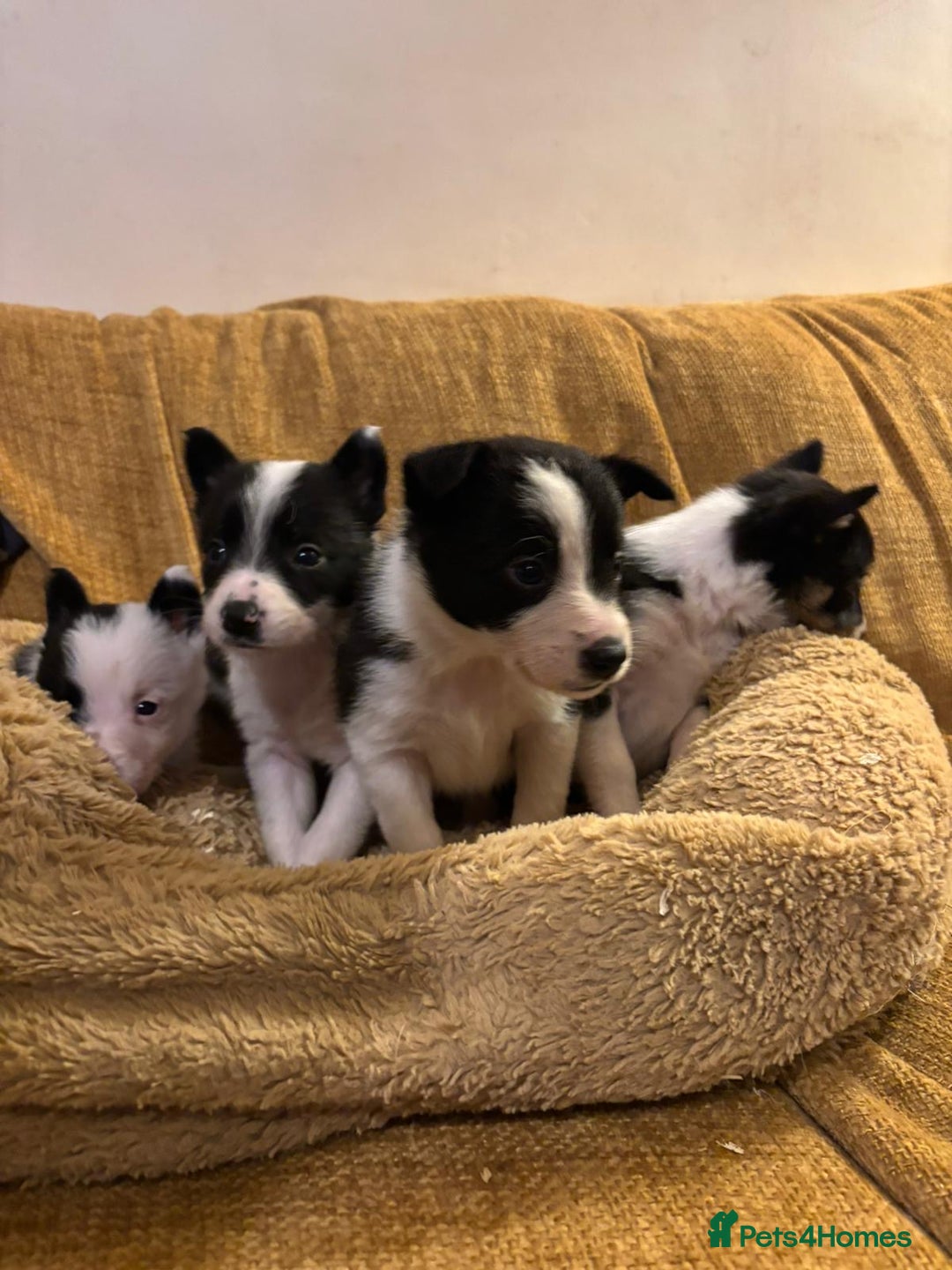 Border Collie dogs for sale: Stunning puppies. Parents health tested - Advert 14