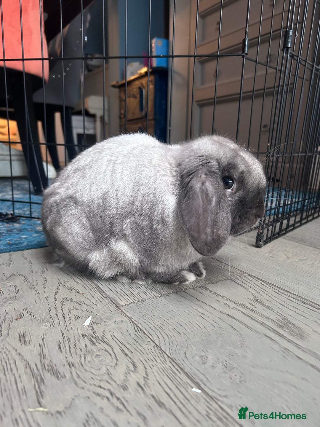 Mini Lop rabbits for sale: 2 Female Mini Lop Bunnies looking for new home - Advert 6