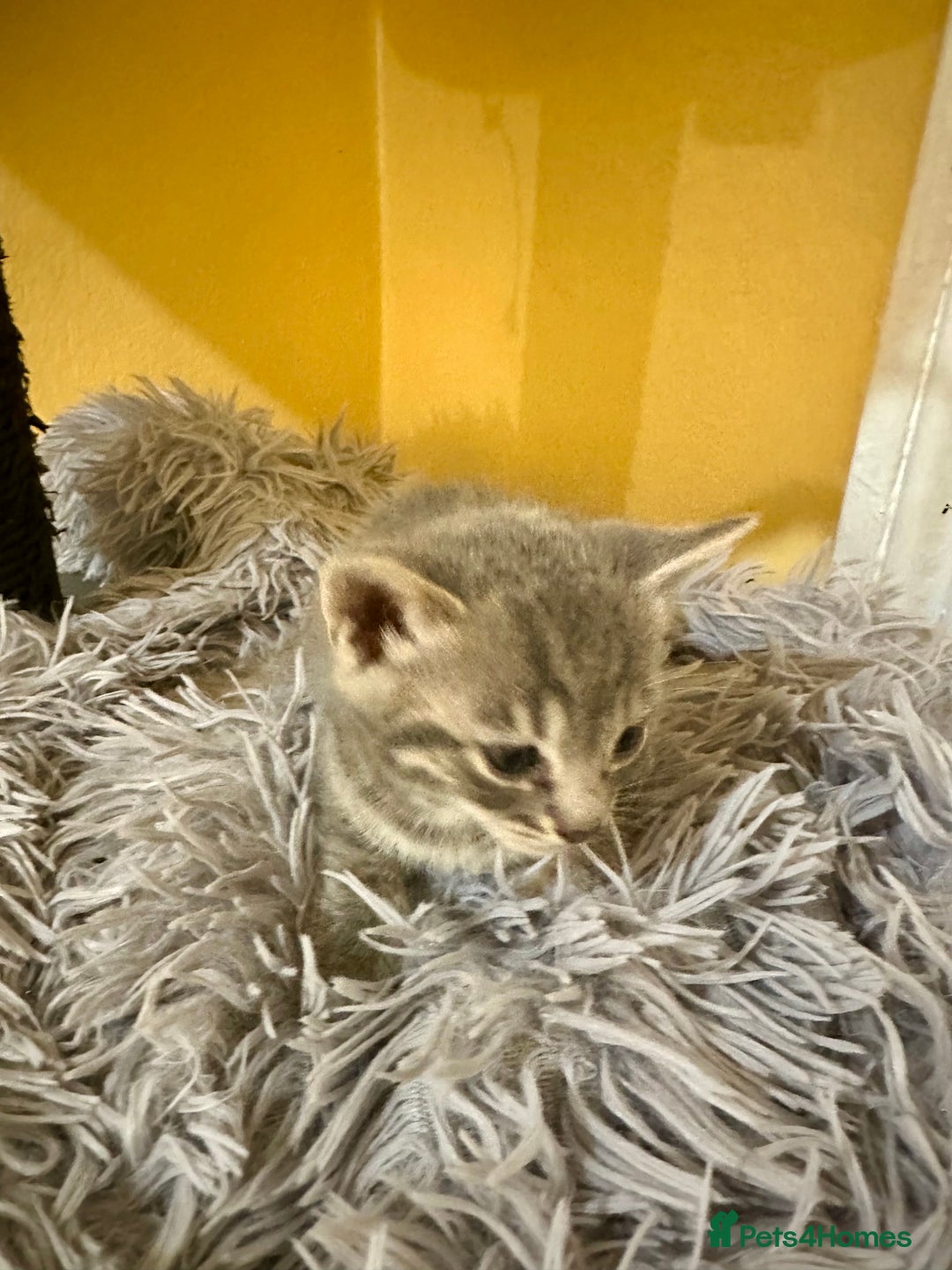 Bengal cats for sale: Stunning GCCF Registered Bengal Kittens  - Advert 11