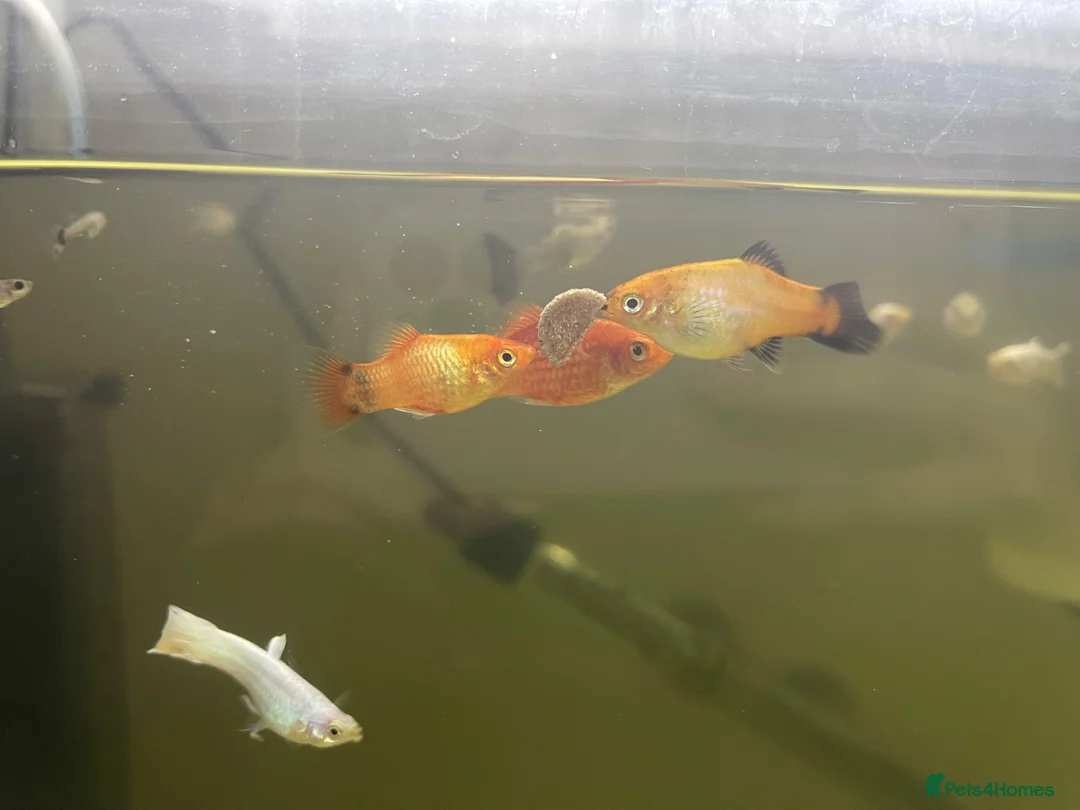 Plecos fish for sale: Guppy fry  in Macclesfield - Advert 3
