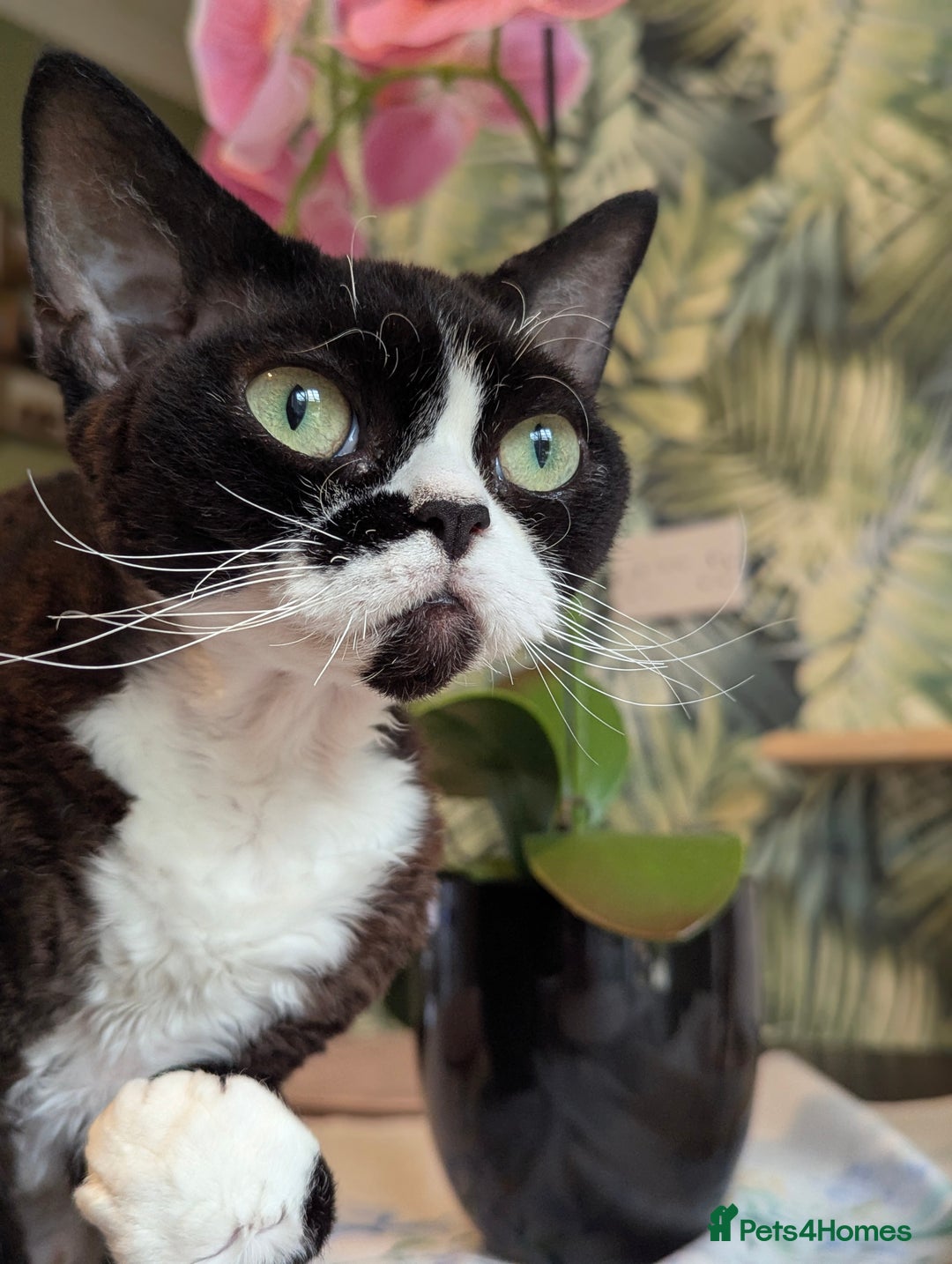 Devon Rex cats for sale: ✨Stunning Devon Rex girl- available now - Image 7