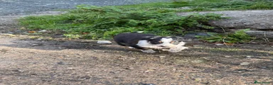 Border Collie 3