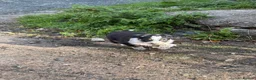 Border Collie dogs for sale: Border collie pups for sale - Advert 9