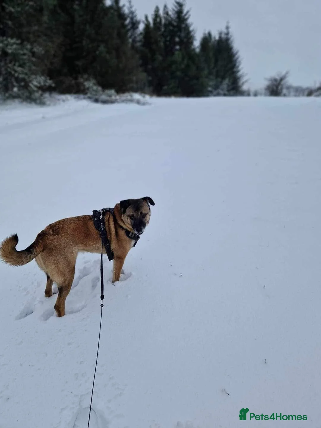 Mixed Breed dogs for adoption: Meet Jakob, currently residing in Cranage, Crew in Crewe - Advert 28