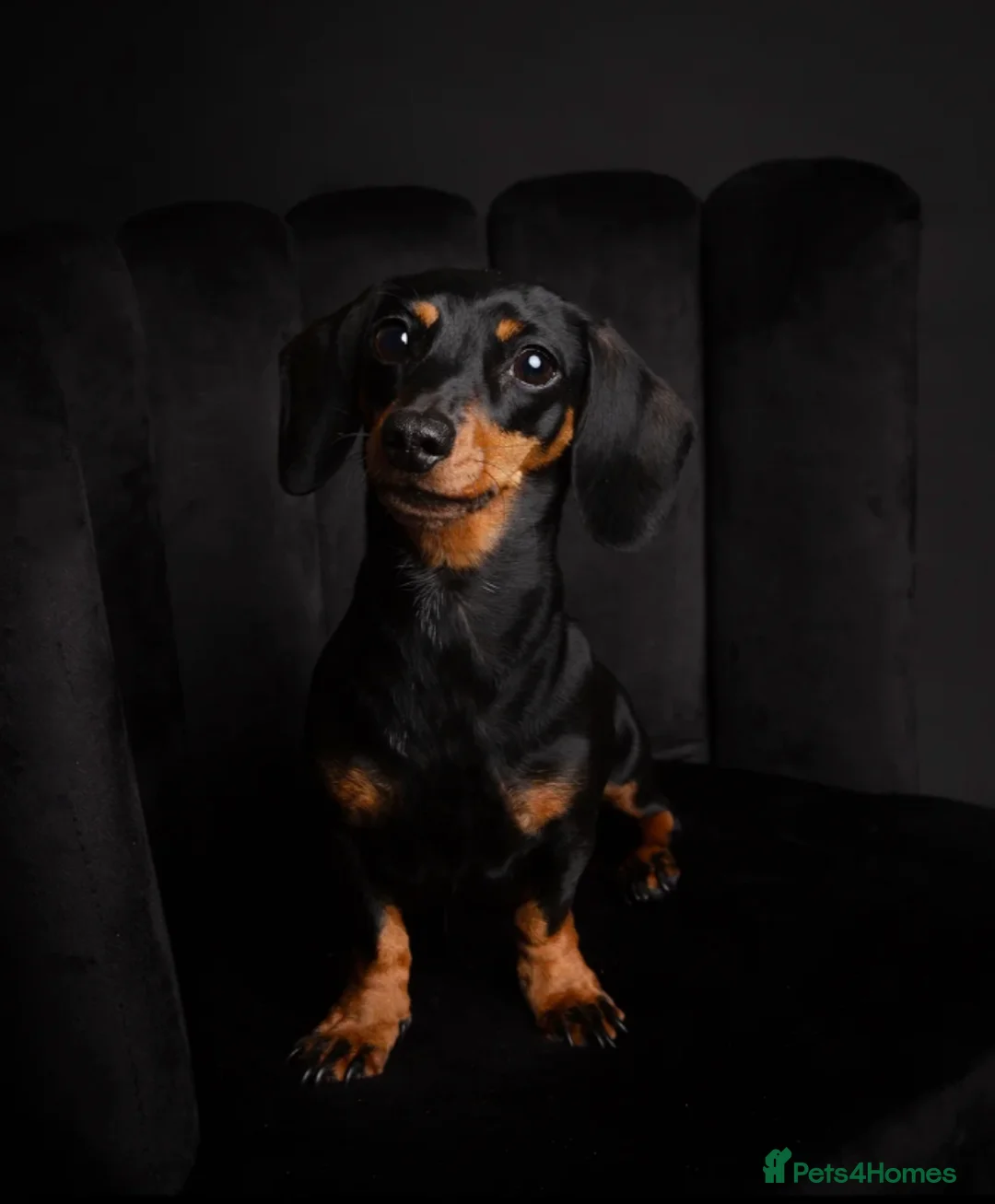 Miniature Dachshund dogs for sale: Miniature dachshunds - 2 little boys available - Advert 2
