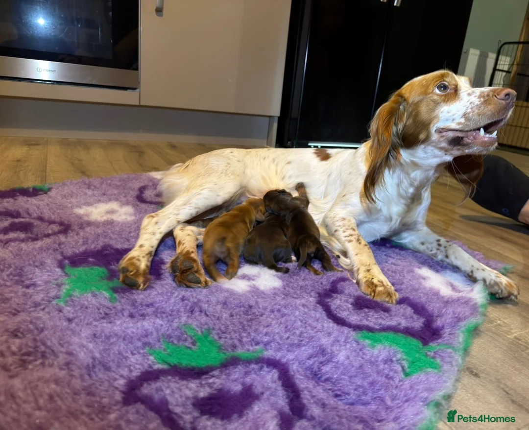 Cocker Spaniel dogs for sale: Beautiful working cocker spaniel puppies one left! in Thirsk - Advert 12