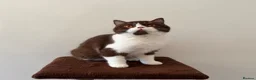 British Shorthair cats for sale: Pure Bred British Short Hair Love   - Advert 2