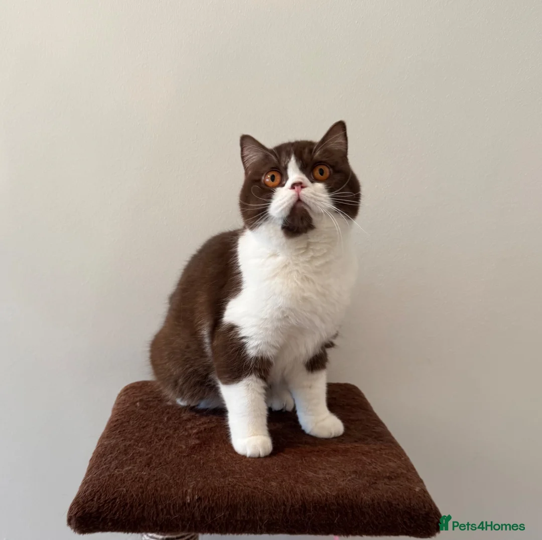 British Shorthair cats for sale: Pure Bred British Short Hair Love   - Advert 2