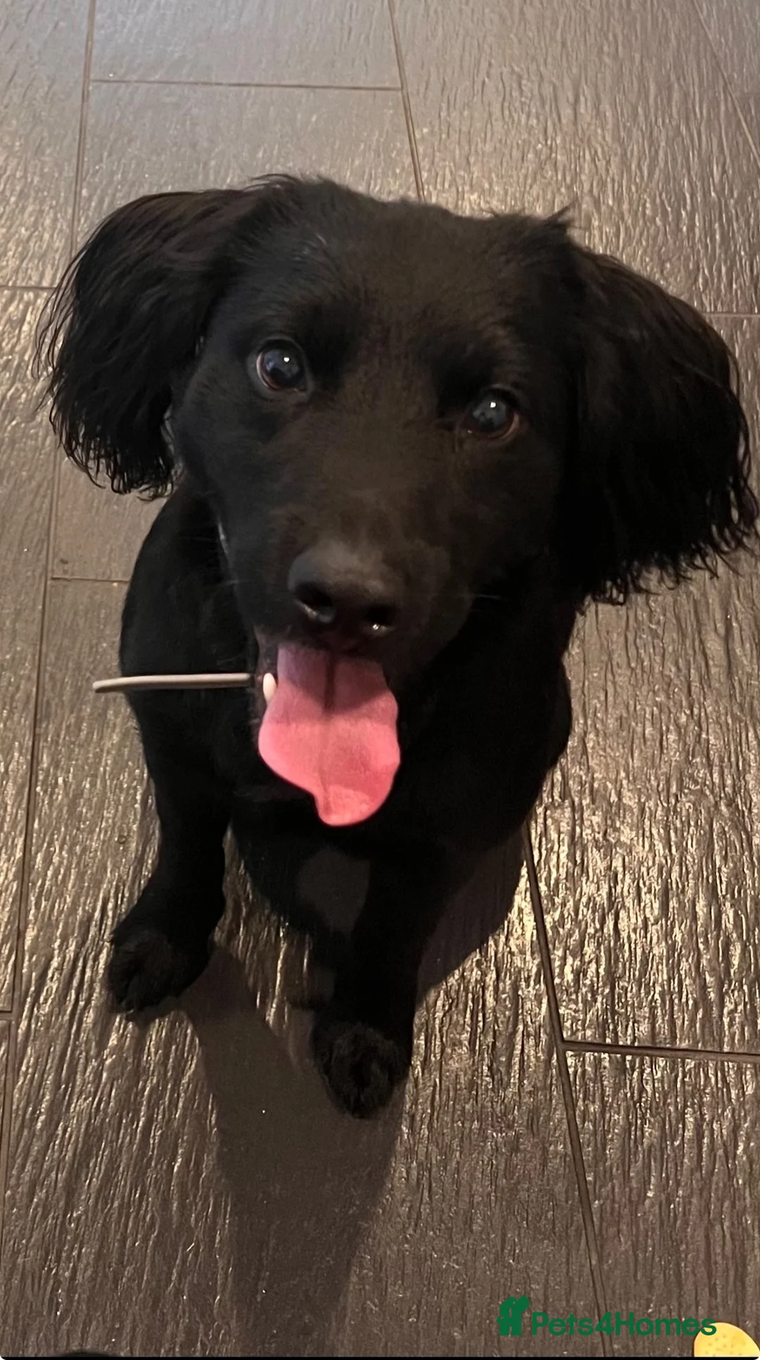 Mixed Breed dogs for sale: Teddy  - Advert 2