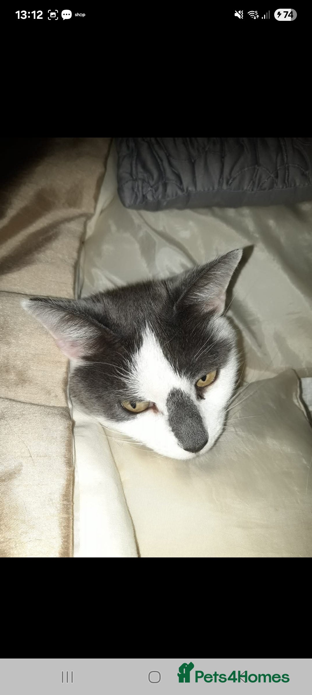 British Shorthair cats for sale: Lacey Female cat - Advert 2