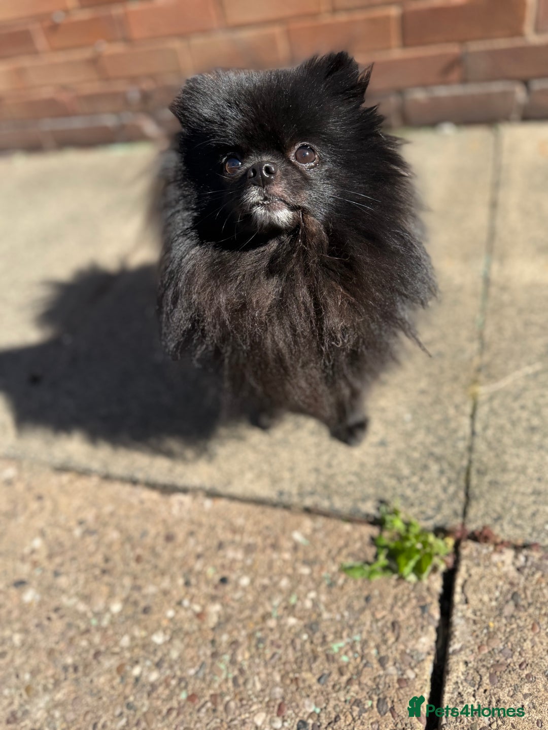 Pomeranian dogs for sale: Adorable Black Pomeranian  - Image 2