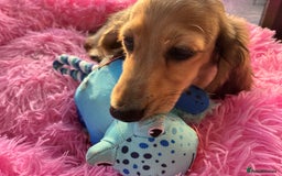 Miniature Dachshund dogs for sale: ***KC MINIATURE LONG HAIRED DACHSHUND *** - Image 1