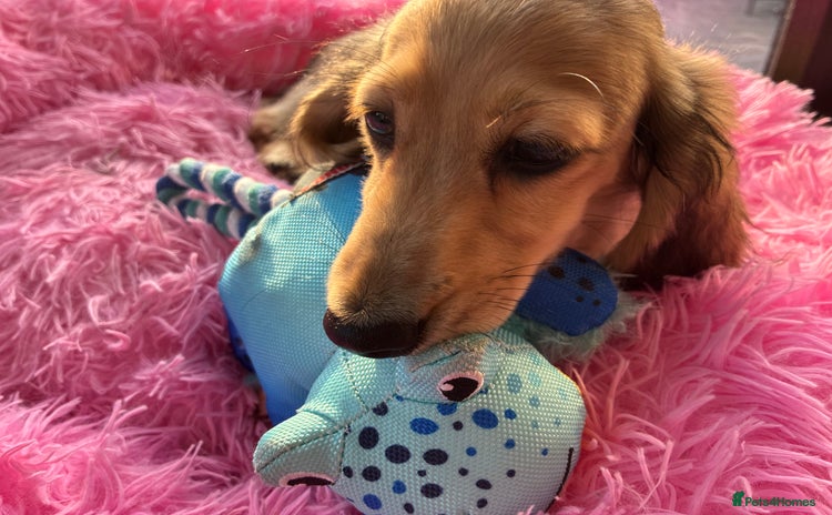 Miniature Dachshund dogs - Advert 3