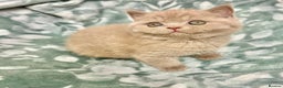 British Shorthair cats for sale: GCCF British Shorthair for Sale - Advert 12