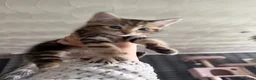 Mixed Breed cats for sale: Tabby kitten for sale in Ayr - Advert 5