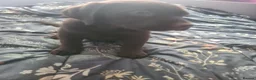 Labrador Retriever dogs for sale: Chocolate Labradors - Advert 7