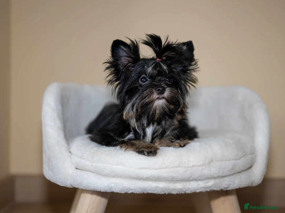 Yorkshire Terrier dogs for sale: Colorful Yorkshire Terrier puppies for sale - Advert 5