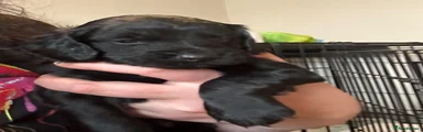 Cockapoo 1