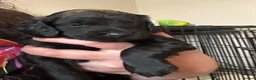 Cockapoo dogs for sale: Adorable Black Cockapoo Boy – Loving & Playful  - Advert 7