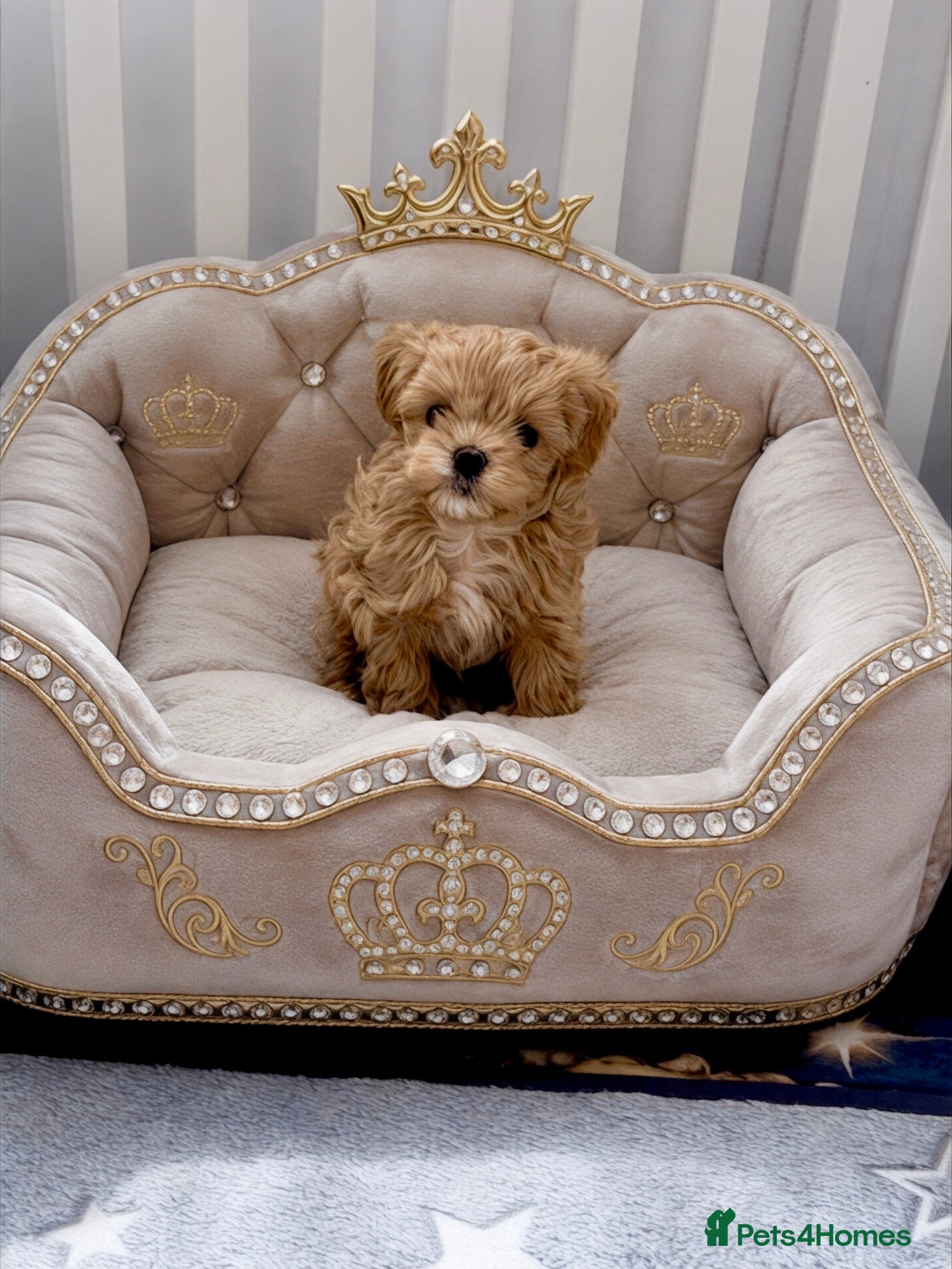 Maltipoo dogs 💎  Luxury  Asian  Maltipoo DNA Tested  Parents 💎 - Advert 1