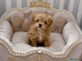 Maltipoo dogs 💎 Luxury Asian Maltipoo DNA Tested Parents 💎 - Advert 1