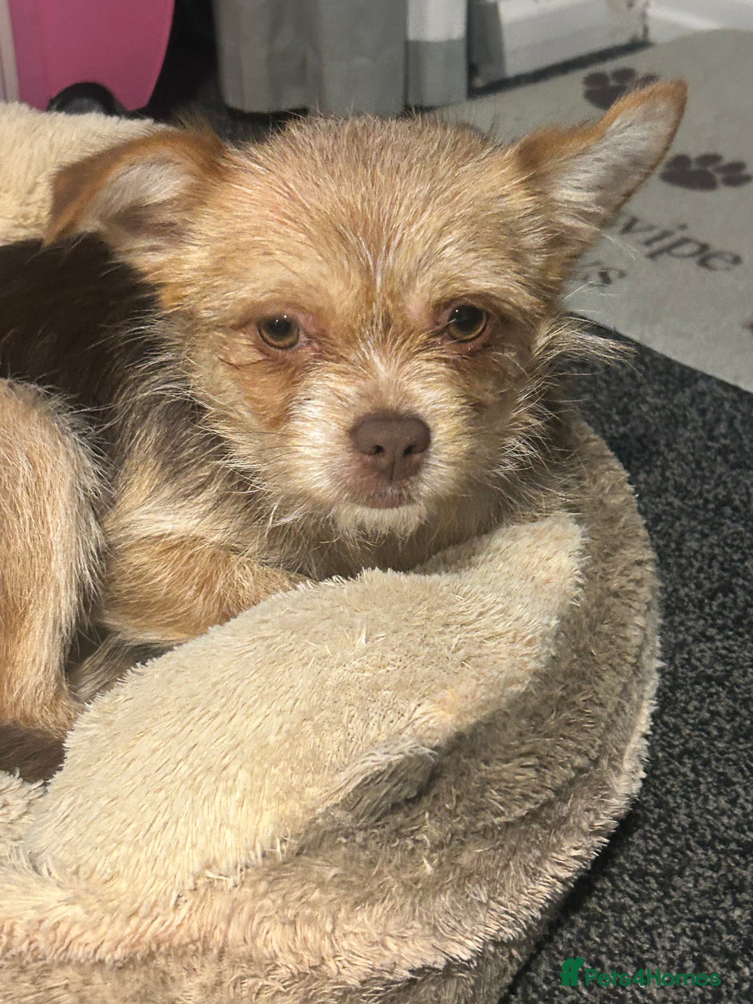 Chorkie dogs for sale: Luna  - Advert 1